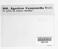 Xeromphalina campanella image